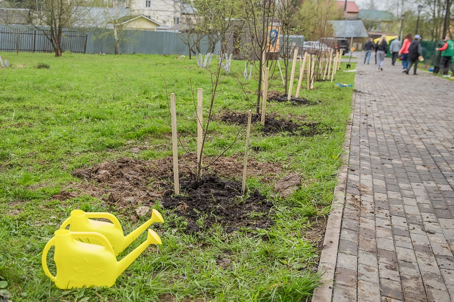 Молодые липы и яблони высадил Андрей Иванов вместе с учениками Захаровской школы в ходе акции «Доброе дело. Весна»